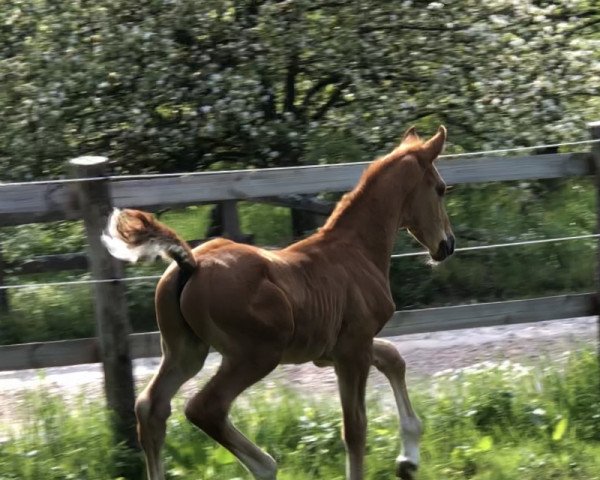 dressage horse Ferdinand (Hanoverian, 2019, from Feuertanz)