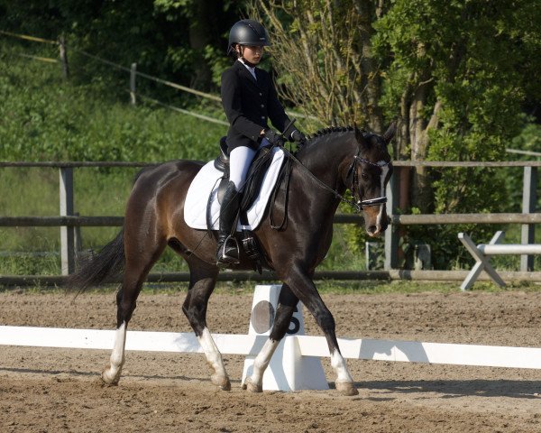 dressage horse Holsteins Happyness (German Riding Pony, 2010, from Holsteins Herold)