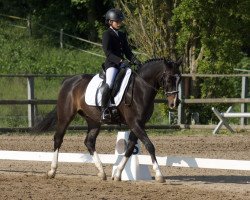 Dressurpferd Holsteins Happyness (Deutsches Reitpony, 2010, von Holsteins Herold)