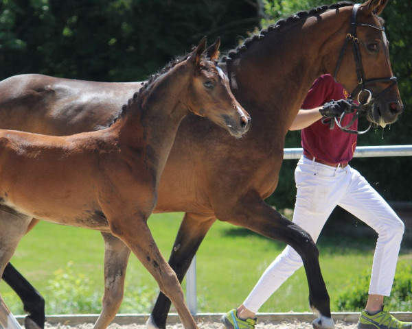 broodmare Fergie (Hanoverian, 2012, from Foundation 2)