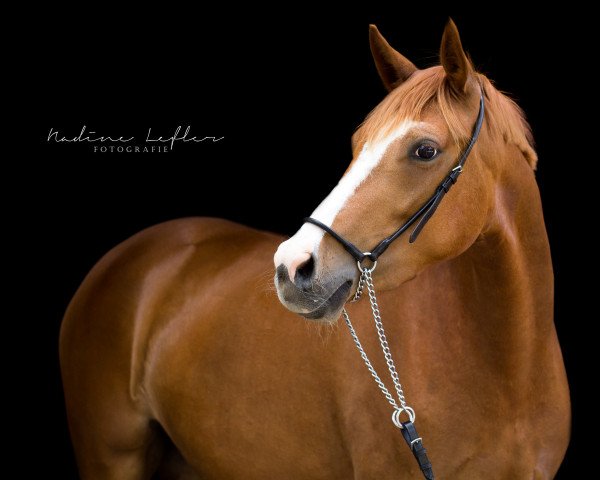 broodmare Golden Daisy (German Riding Pony, 2013, from Going East)