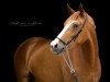 broodmare Golden Daisy (German Riding Pony, 2013, from Going East)