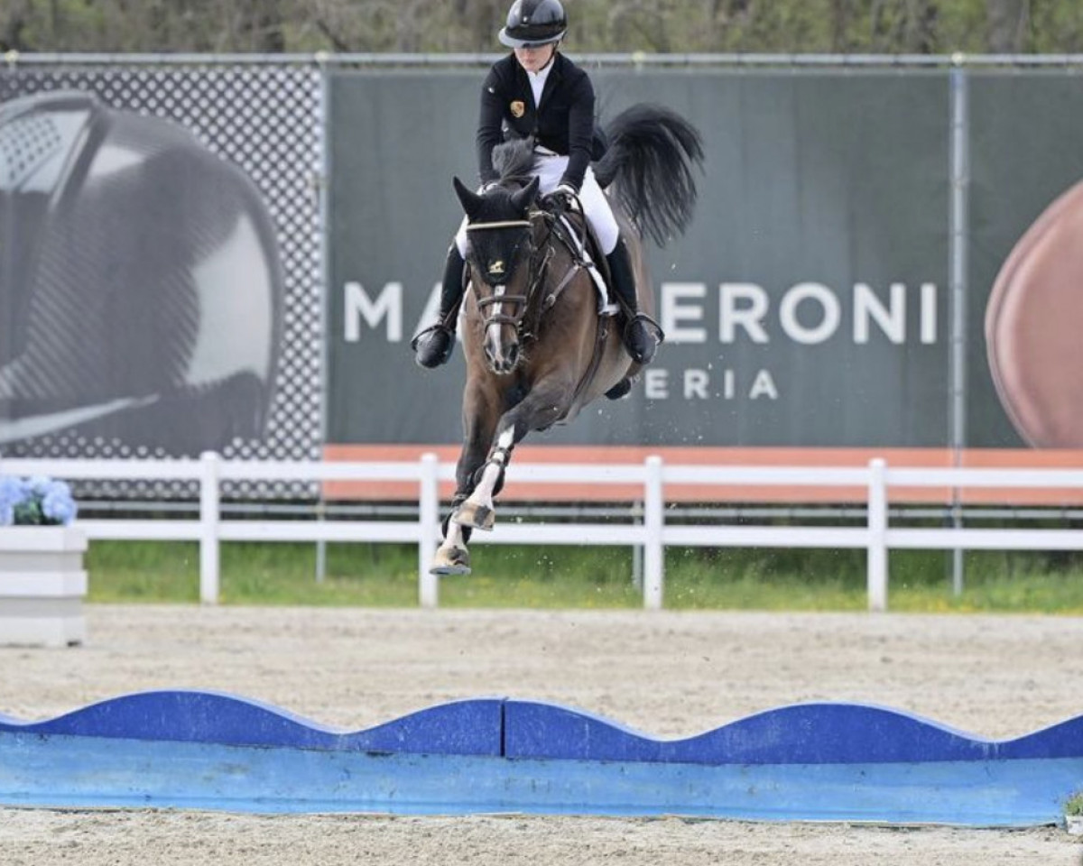 jumper Example (KWPN (Royal Dutch Sporthorse), 2009, from Ultimo)