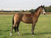 Springpferd First Choice Victoria Secret (Deutsches Reitpony, 2009, von Dressman III)