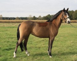 jumper First Choice Victoria Secret (German Riding Pony, 2009, from Dressman III)