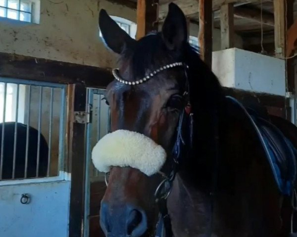 dressage horse Woody (Württemberger, 2004)