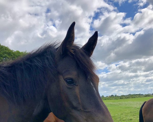 Springpferd Karamba von Amrum (Holsteiner, 2017, von Diamar)