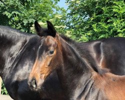 dressage horse Bonito (Westphalian, 2021, from Belvedere DB)