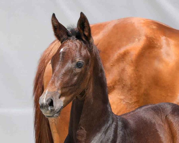 jumper Kastell D'Or (Hanoverian, 2021, from Kannatol)