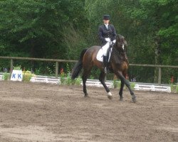 horse Robin S 1 (Hessian Warmblood, 1989, from Rabanus)