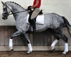 horse Colorado (German Sport Horse, 2006, from Carpalo)