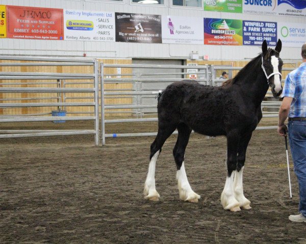 Pferd Black Rose Breeze (Clydesdale, 2020, von Evergreen Acres Marty)