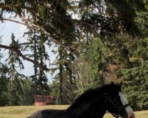 Deckhengst Evergreen Acres Marty (Clydesdale, 2016, von Somewhere Doc's Black Jack)