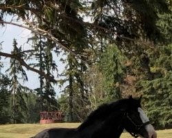 stallion Evergreen Acres Marty (Clydesdale, 2016, from Somewhere Doc's Black Jack)