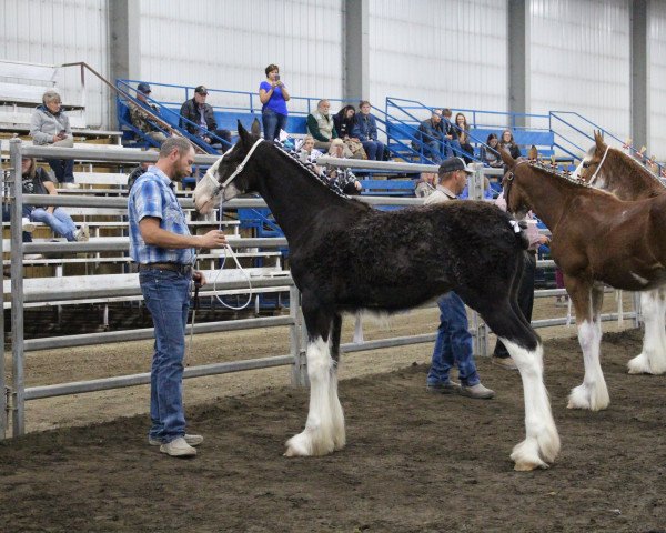 Pferd Black Rose Sargent (Clydesdale, 2020, von Evergreen Acres Marty)