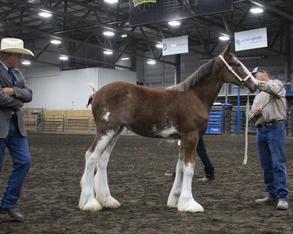 horse Calico Rae Rae (Clydesdale, 2020, from Alamar HR Rufus)