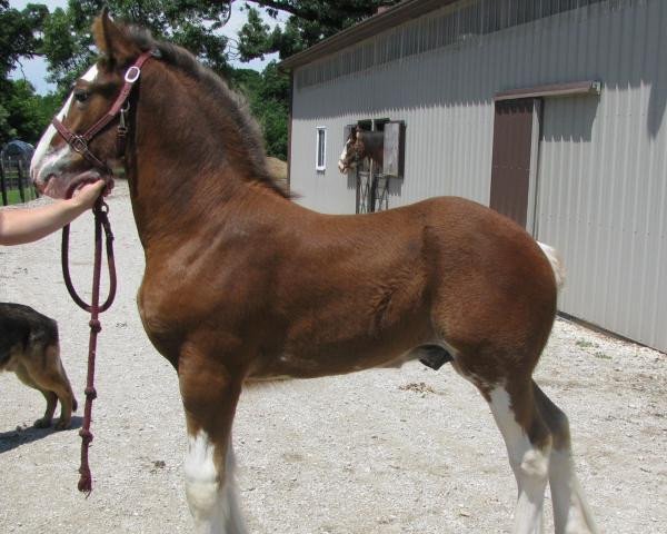 stallion Alamar HR Rufus (Clydesdale, 2016, from Hatfield Remington)