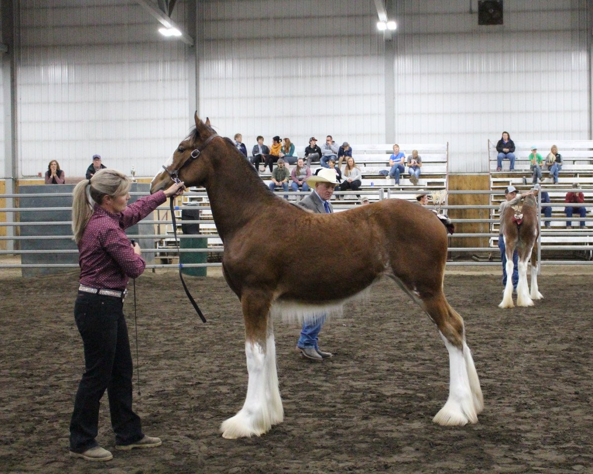 horse Calico Rizzo (Clydesdale, 2020, from Calico Iggy)