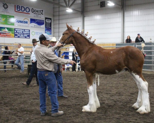 horse Calico Rolex (Clydesdale, 2020, from Calico Great Galaxy)