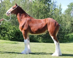 Pferd Canwest Commander (Clydesdale, 2019, von Hillmoor Fusilier)