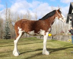 horse Canwest Kendall (Clydesdale, 2019, from Willow Way Omega)