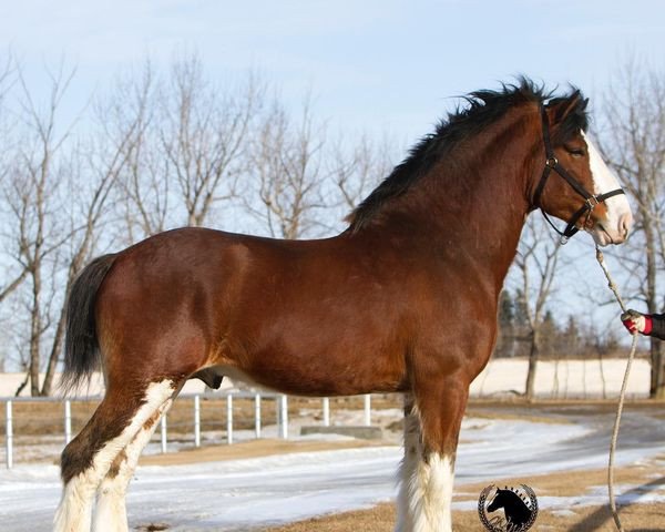 Deckhengst Willow Way Omega (Clydesdale, 2015, von Willow Way Kelso)