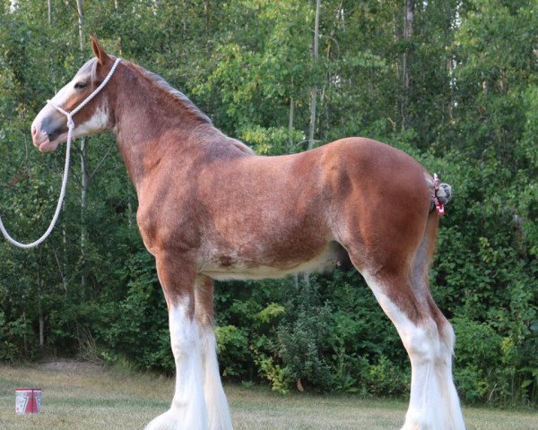 Pferd Canwest Supreme (Clydesdale, 2020, von Jackton's Ronnie)