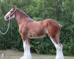 horse Canwest Supreme (Clydesdale, 2020, from Jackton's Ronnie)