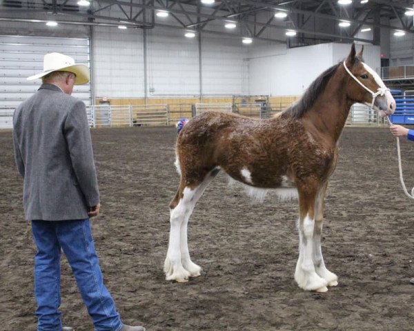 horse River Run Layla (Clydesdale, 2020, from 2S Above's Prince Harrison)