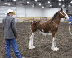 Pferd River Run Layla (Clydesdale, 2020, von 2S Above's Prince Harrison)