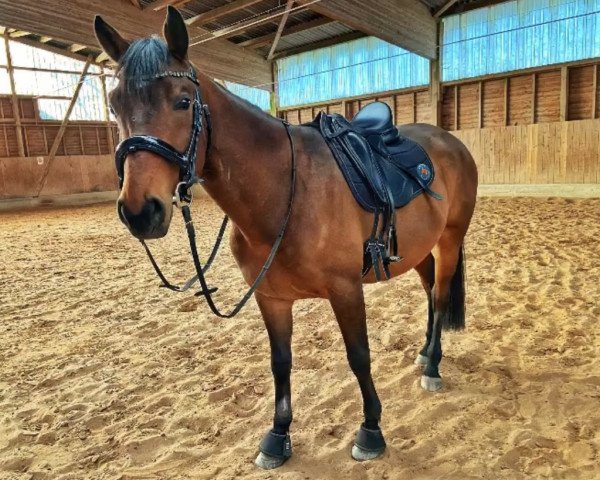 jumper Casanova (Trakehner, 2019, from Hennessey 7)