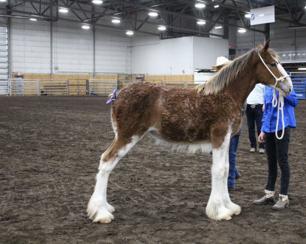 Pferd River Run Eva (Clydesdale, 2020, von Calico Meistro)