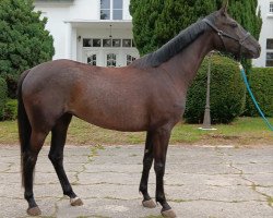 horse Orewa Surprise (Trakehner, 2019, from L'Elu de Dun AA)