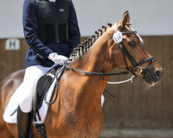 dressage horse Navajo 97 (German Riding Pony, 1997, from Naron)