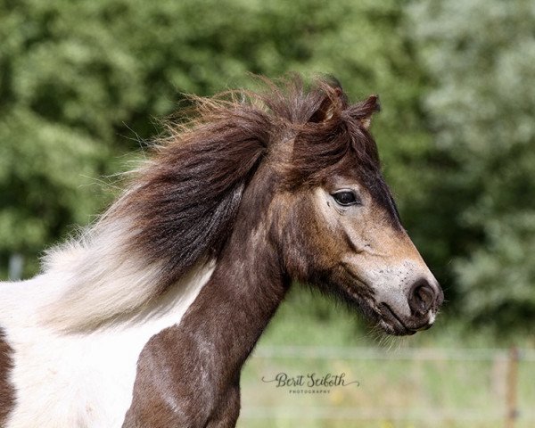 broodmare Kalor Ixi (Dt.Part-bred Shetland pony, 2020, from Flamingo)