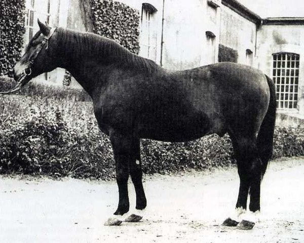 stallion Zephir AA (Anglo-Arabs, 1950, from Kephir AA)