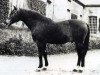 stallion Zephir AA (Anglo-Arabs, 1950, from Kephir AA)