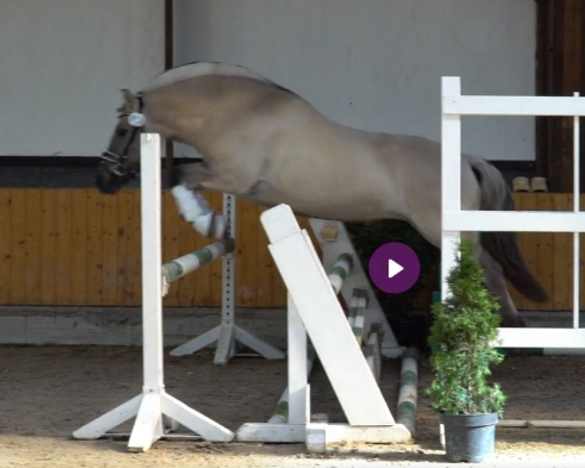 broodmare Ileida (Fjord Horse, 2016, from Inrico)