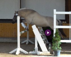 broodmare Ileida (Fjord Horse, 2016, from Inrico)