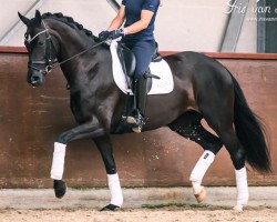 dressage horse Miss Saigon ST (KWPN (Royal Dutch Sporthorse), 2017, from Daily Diamond)