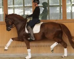 dressage horse Diamond of Bippen (Oldenburg, 2013, from Don Frederic 3)