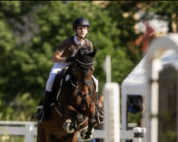 jumper Brown Star (German Riding Pony, 2007, from Hilkens Black Delight)