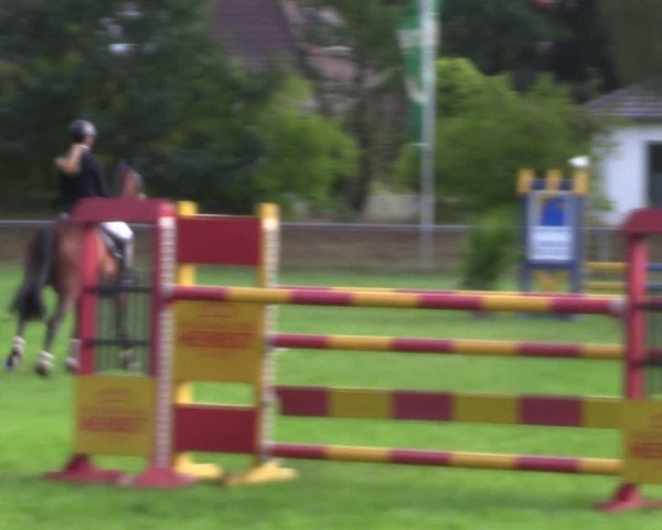 Reitturnier Dannenberg 2023