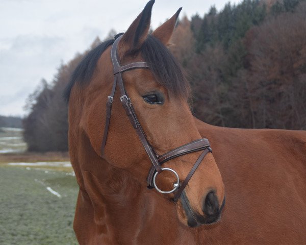 Pferd Melya (Ungarisches Warmblut, 2014, von Ramzes Furioso I-86)