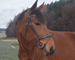 Springpferd Melya (Ungarisches Warmblut, 2014, von Ramzes Furioso I-86)