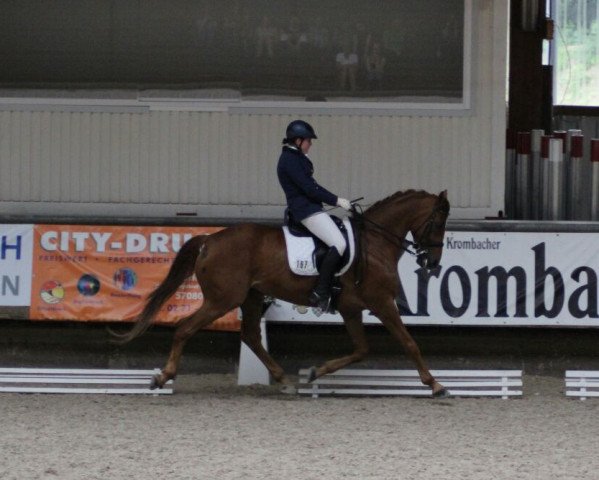 dressage horse Lukardo (Hanoverian, 2007, from Lauries Crusador xx)