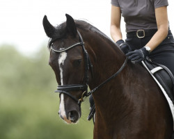 dressage horse Bauer Schmidt (Hanoverian, 2019, from Birmingham)