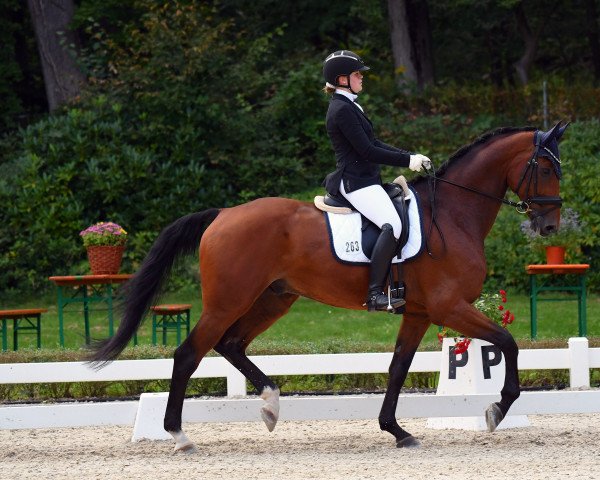 dressage horse Franz 157 (Westphalian, 2012, from Feedback 16)