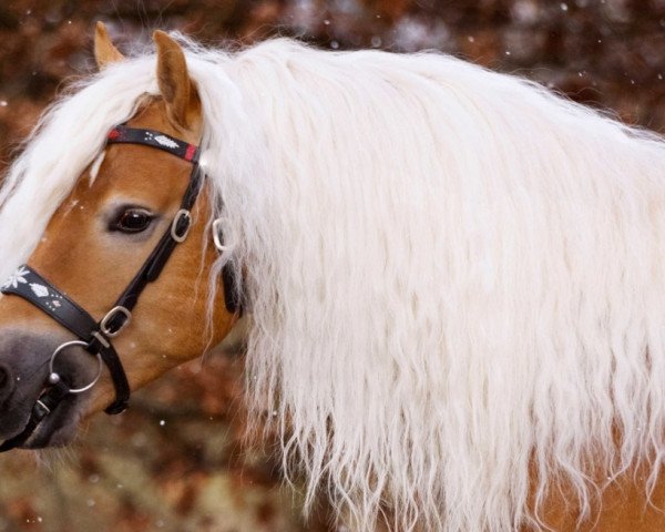 dressage horse Niklas 105 (Haflinger, 2012, from Nytos W)
