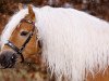 dressage horse Niklas 105 (Haflinger, 2012, from Nytos W)